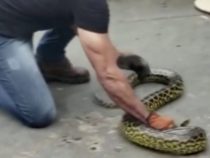 Faszination statt Furcht: Ein Besuch im Schlangenhaus von San Bernardino