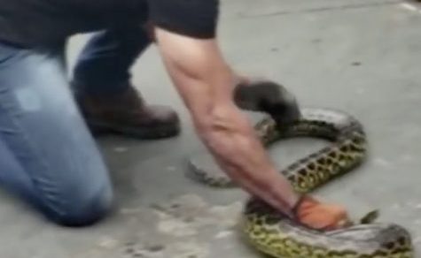 Faszination statt Furcht: Ein Besuch im Schlangenhaus von San Bernardino