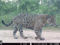 Chaco: Das Zuhause der größten Wildkatzen Lateinamerikas