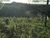 Zuschuss für Landwirte angedacht, um den Marihuana Anbau zu stoppen