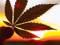 Keine Zombies oder Exzesse: Marihuana seit fünf Jahren in Uruguays Apotheken frei erhältlich