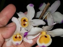 Orchideen als neuer Wirtschaftszweig