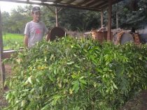 Produktion von Petitgrain im Aufwind und generiert gute Einnahmen