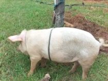 Schießerei mit Schweinedieben und Bestechungsversuch der Polizei