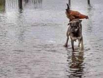 Tierliebe in seiner reinsten Form: Ein Foto geht um die Welt