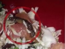 Schulspeisung: Ein Wurm im Salat