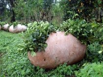 Preis-Chaos bei Yerba Mate: Produzenten klagen über fehlende Regulierung und unbezahlte Ernten