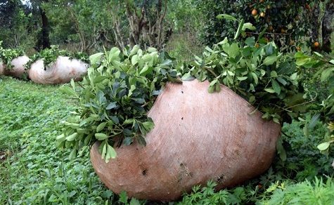 Preis-Chaos bei Yerba Mate: Produzenten klagen über fehlende Regulierung und unbezahlte Ernten
