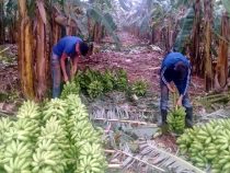Währungs-Krise im Agrarsektor: Schwacher Dollar bringt Paraguays Bananenexporteure in Bedrängnis