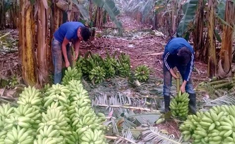 Währungs-Krise im Agrarsektor: Schwacher Dollar bringt Paraguays Bananenexporteure in Bedrängnis