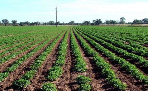 Umsatz vervierfacht: Paraguayische Erdnuss-Exporte erreichen Rekordmarke von 20,75 Millionen US-Dollar