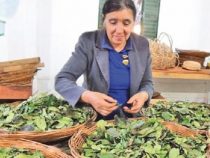 Nachhaltiger Yerba Mate Anbau gegen Soja: Stimmen Sie ab
