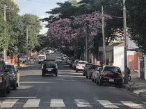 Lapachos schmücken die Stadt