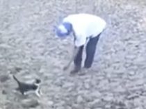 Tierquälerei: Gewalt gegen eine Katze