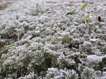 Spätfrost überrascht den Süden des Landes: Wetterdienste melden Rekord-Tiefstwerte für September