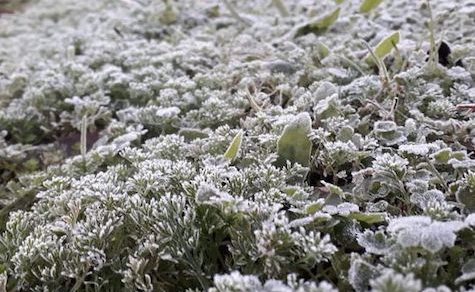Spätfrost überrascht den Süden des Landes: Wetterdienste melden Rekord-Tiefstwerte für September