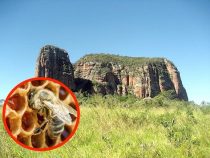 Bienenkönigin als Beschützerin des Berges Memby