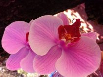 Der Durchbruch: Forstingenieur klont Orchidee