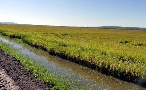 Klima-Krise auf den Feldern: El Niño bedroht ein Drittel der Reisernte in Paraguay