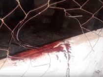Amputation nach Rottweiler Angriff auf Passanten