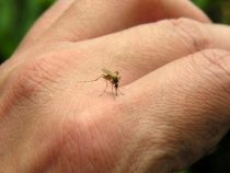 Gefährlicher Virus im Umlauf
