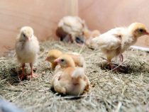 Geflügel könnte nach Europa “fliegen“