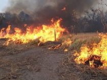 Brandstiftung bleibt ungestraft