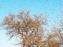 Riesige Heuschrecken-Schwärme suchen den Norden des Landes heim