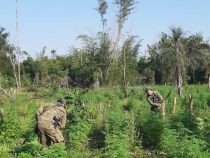 Hobbygärtner aufgepasst