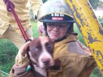 8 Tage vermisst: Hund aus Brunnen gerettet