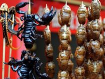 Seid vorsichtig, Insekten! Jeder Käfer, der einen ärgert, wandert auf den Grill