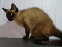 Katze sexuell missbraucht