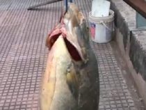 Ein großer Fisch an der Angel