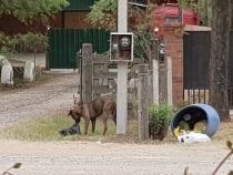 Chaco: Um Bilder wie diese zu vermeiden