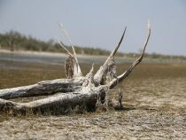 Die salzigen Lagunen im Chaco