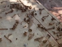 Finca 66: Massengrab auf Stroessner’s Grundstück vermutet