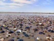 Muschelplage könnte Energieversorgung beeinträchtigen