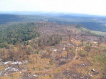 Von 27 Millionen Hektar Wald sind nur noch 12 Millionen übrig