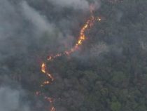 Waldbrände dürften noch schlimmer werden als jemals zuvor