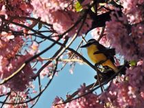 Geschäfte, die mit dem Frühling aufblühen