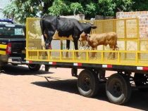 Verkehrspolizei geht nach Pferden 🐎 und Kühen 🐃 auf die Jagd