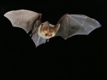 Fledermäuse werden zu echter Gefahr