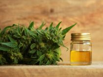 Cannabis und CBD – Von Faserpflanze zur Lifestyle-Droge