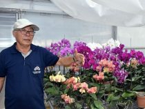 Paraguay: Ein Königreich der Orchideen