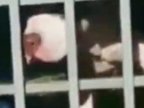Pitbull fällt 90-Jährige an