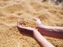 Sojaernte wird 11 Millionen Tonnen nicht erreichen