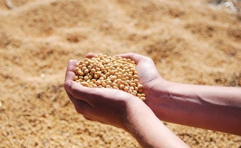 Sojamarkt 2026: Planung und Kostenkontrolle werden für Landwirte entscheidend