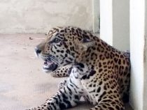 Jaguar soll Nachzucht sichern