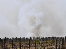 Buschbrände in Australien könnten den Preis von Soja beeinflussen