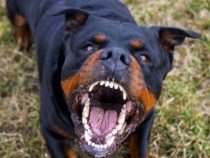 Rottweiler greift Kind an: Besitzer wegen unterlassener Hilfeleistung angezeigt
